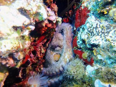 An Octopus hiding Alt text